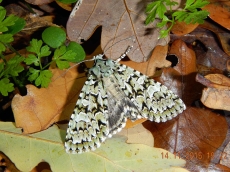 Dichonia aprilina имаго